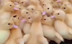 小鸭子塌了吧为什么要（小鸭子塌了吧为什么要叫）