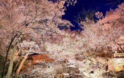 日本服务器樱花（日本赏樱花最佳地点）
