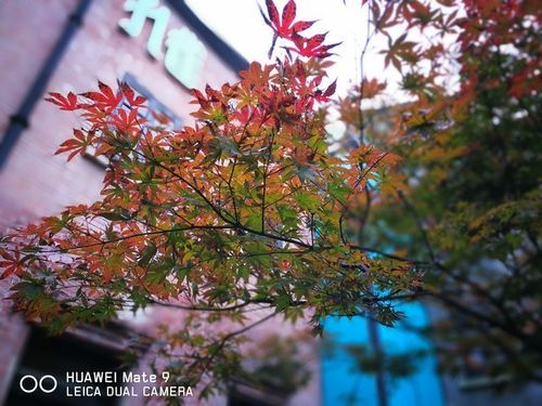 华为mate9莱卡水印(华为莱卡水印是什么意思)-图3 华为mate9莱卡水印(华为莱卡水印是什么意思)-图3