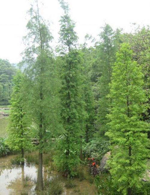 水杉树怎么浇水养护(水杉树的养护)-图1 水杉树怎么浇水养护(水杉树的养护)-图1