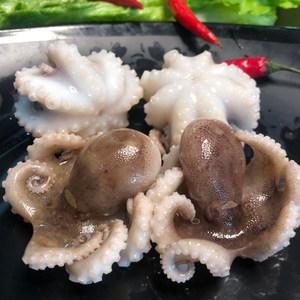 八爪鱼新鲜的买完怎么存放(八爪鱼怎么保存)-图3 八爪鱼新鲜的买完怎么存放(八爪鱼怎么保存)-图3