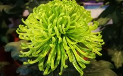华为大菊花（华为大菊花厂）