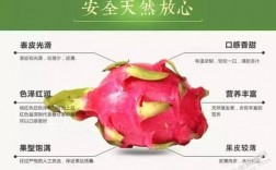 火龙果寓意和象征，火龙果为什么叫神仙果呢